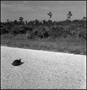 [A turtle crossing the road, 2]