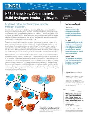 NREL Shows How Cyanobacteria Build Hydrogen-Producing Enzyme (Fact Sheet)