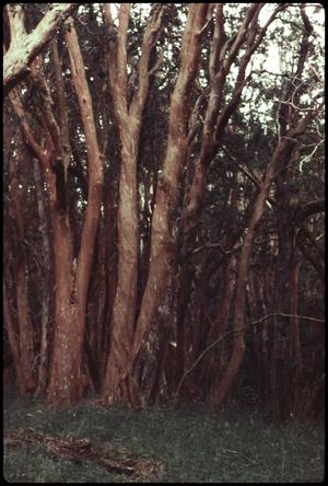 Primary view of object titled 'Arrayanes Forest'.