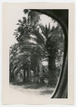 [Palm trees through a car window]