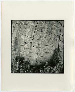 [Photograph of grid textured wood, 2]