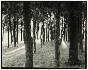 [Photograph of a cluster of trees]