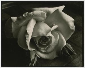 [Photograph of a rose]