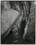 Photograph: [Photograph tree trunk]