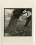 Photograph: [Photograph of leaning trees]