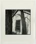 Photograph: [Photograph of a window overgrown with foliage, 2]