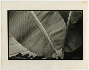 [Close-up photograph of a leaf]