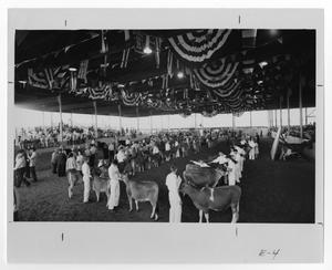 Primary view of object titled '[Dairy cows being shown at the 1966 State Fair of Texas]'.