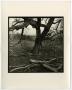 Photograph: [Photograph of a tree with no leaves]