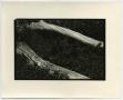 Photograph: [Photograph of two branches]