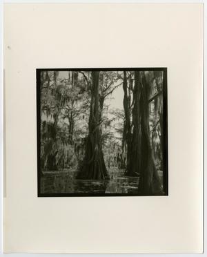 [Photograph of cypress trees in a swamp]