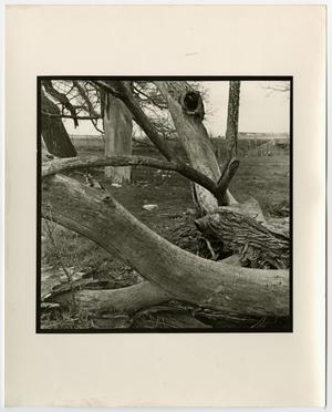 [Photograph of twisted trees, 2]