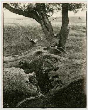 [Photograph of an uprooted tree]