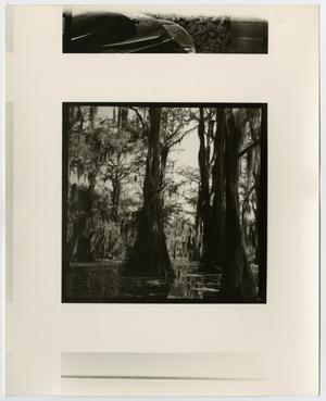 [Photograph of cyprus trees in a swamp, 2]