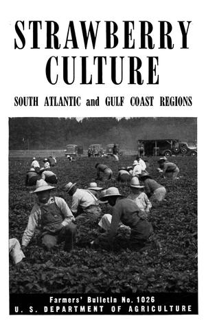 Primary view of object titled 'Strawberry Culture: South Atlantic and Gulf Coast Regions'.