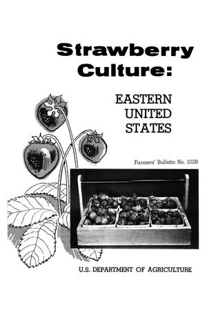 Strawberry Culture: Eastern United States
