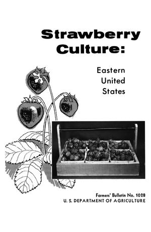 Strawberry Culture: Eastern United States