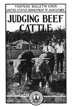 Judging Beef Cattle