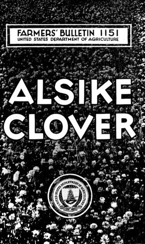 Alsike Clover