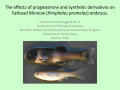 Presentation: The effects of progesterone and synthetic derivatives on Fathead Minn…