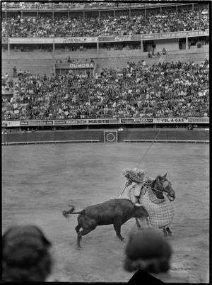 [A matador kills a bull in Juarez, Mexico]