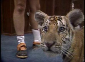 [News Clip: Tiger Cub]