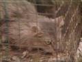 Video: [News Clip: Animal Abuse]