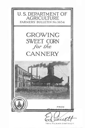 Growing sweet corn for the cannery.