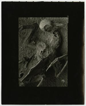 [Photograph of a decayed bird]