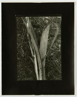[Photograph of a corn stalk]