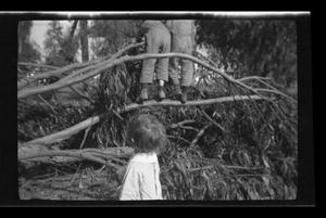 Primary view of object titled '[John and Byrd III standing on a fallen tree]'.