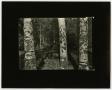 Photograph: [Photograph of three tree trunks]