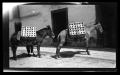 Photograph: [Two donkeys carrying cargo]