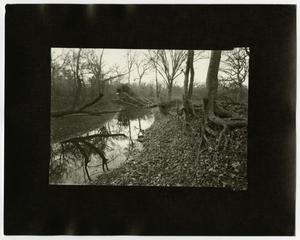 [Photograph of stream through a forest]