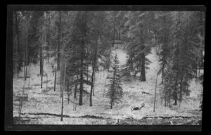 [Pine trees in a snowy landscape]