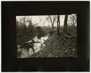 [Photograph of stream through a forest, 2]