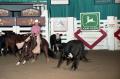 Primary view of [Anne Broussard Rides Cowstruck]