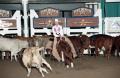 Photograph: Cutting Horse Competition: Image 1997_D-110_02