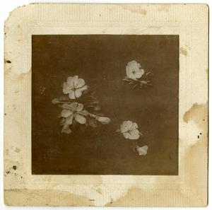 [Photograph of Flowers]