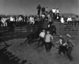 Photograph: [Four cowboys roping a horse]