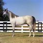 Photograph: [Photograph of Arabian Horse]