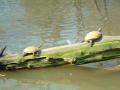 Primary view of [Two turtles]