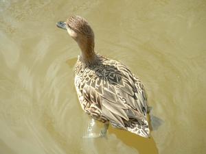 [Speckled duck]