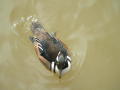 Photograph: [Swimming duck]