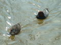 Thumbnail image of item number 1 in: '[Two ducks]'.