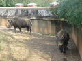 Primary view of [Rhinos]