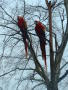 Primary view of [Two red parrots]