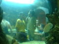 Photograph: [Two small boys look at the aquarium]