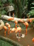 Primary view of [Flock of flaminos, one with his head in a food dish]