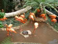 Primary view of [Flamingos in a pond]